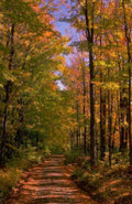 Landscape Autumn Forest Path 4 2 A4 Photo Print