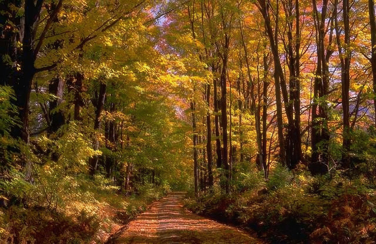 Landscape Autumn Forest Path 4 A4 Photo Print