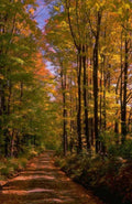 Landscape Autumn Forest Path 5 2 A4 Photo Print