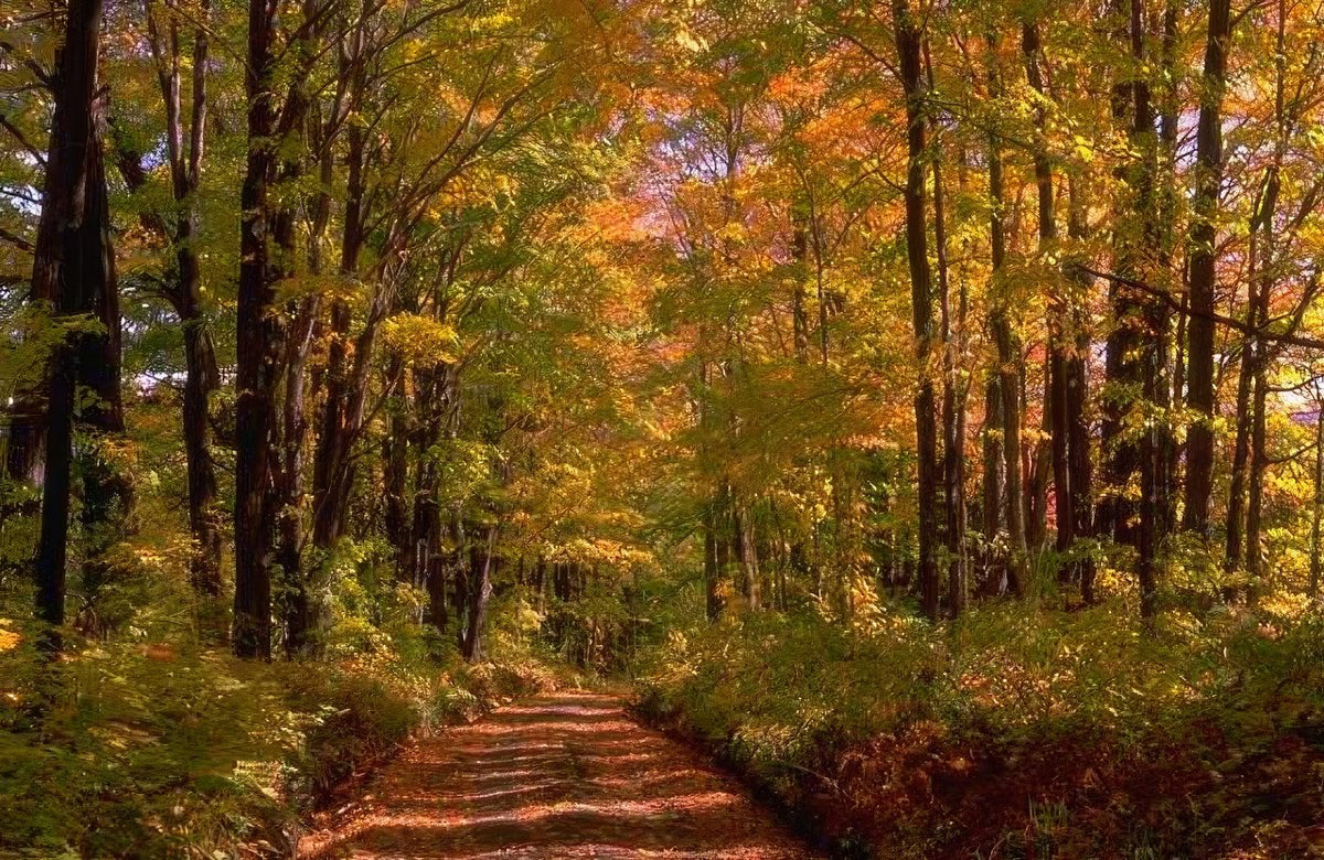 Landscape Autumn Forest Path 5 A4 Photo Print