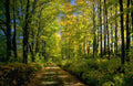 Landscape Autumn Forest Path 6 2 A4 Photo Print
