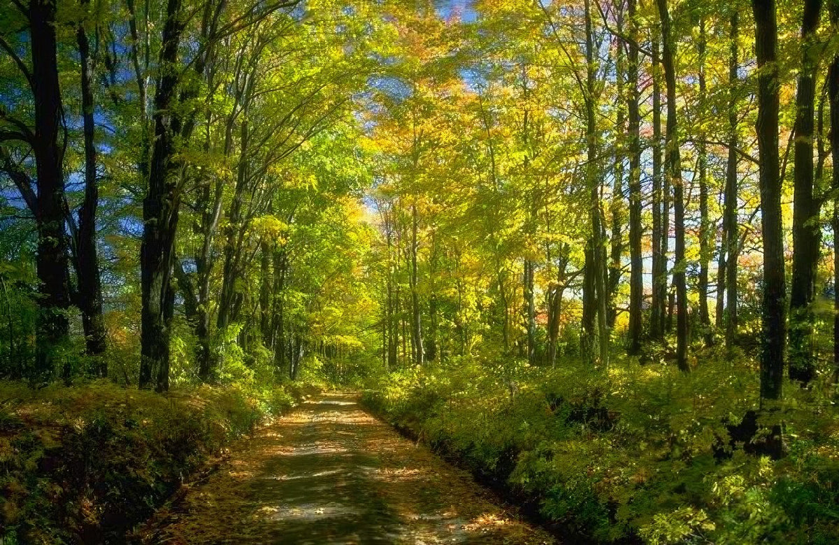Landscape Autumn Forest Path 6 A4 Photo Print