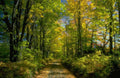 Landscape Autumn Forest Path 7 2 A4 Photo Print