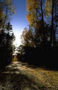 Landscape Autumn Forest Path 7 A4 Photo Print