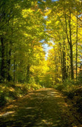 Landscape Autumn Forest Path 8 A4 Photo Print
