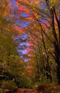 Landscape Autumn Forest Path 9 A4 Photo Print
