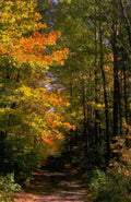 Landscape Autumn Forest Road 1 2 A4 Photo Print