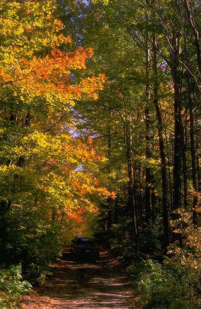Landscape Autumn Forest Road 1 2 A4 Photo Print