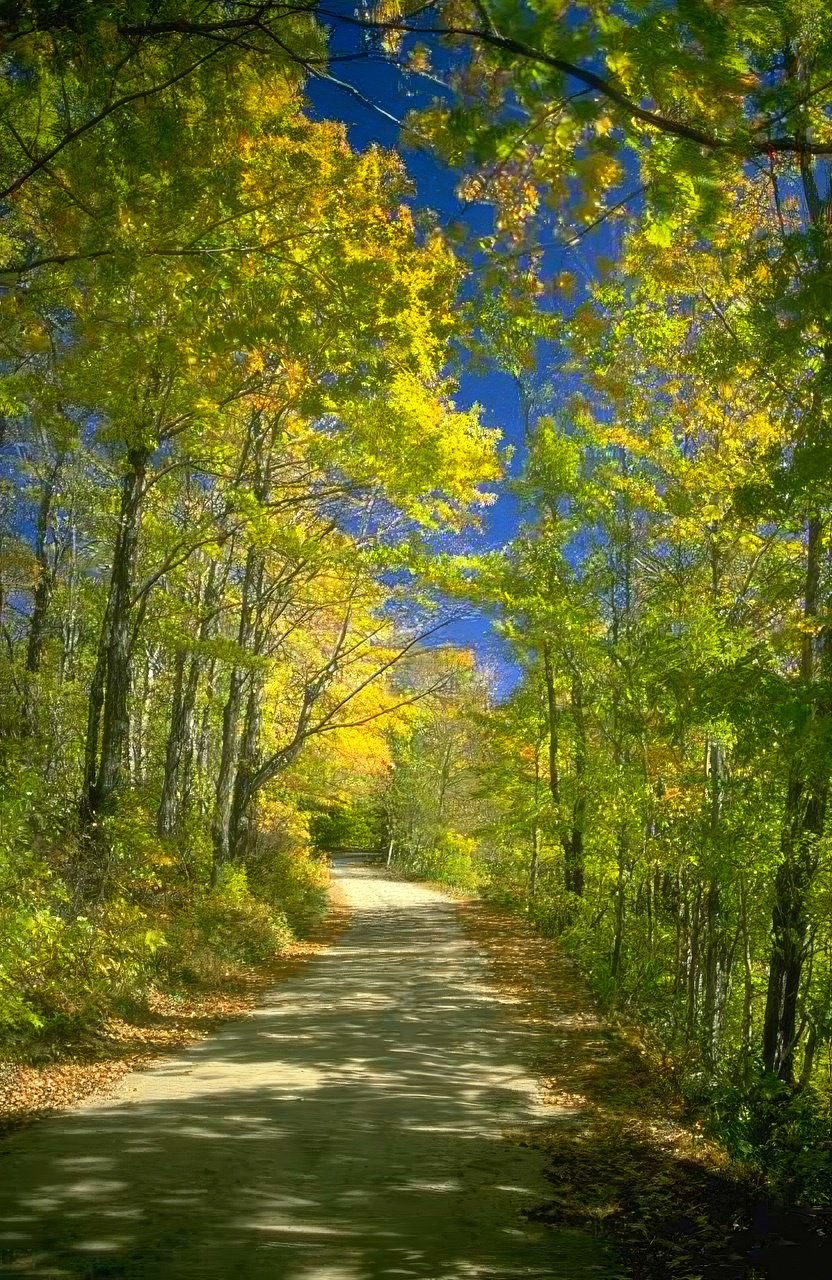 Landscape Autumn Forest Road 1 A4 Photo Print
