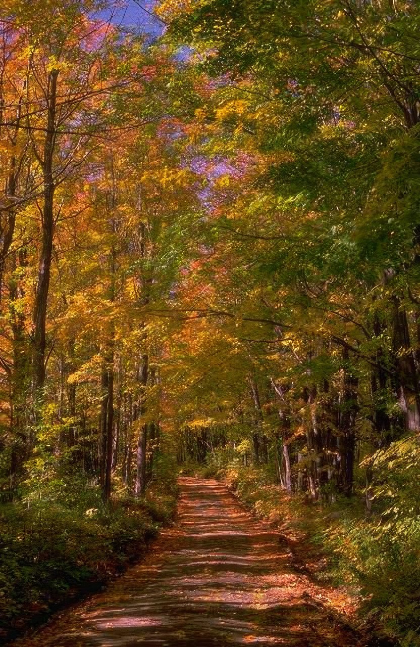 Landscape Autumn Forest Road 2 2 A4 Photo Print