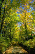 Landscape Autumn Forest Road 2 A4 Photo Print