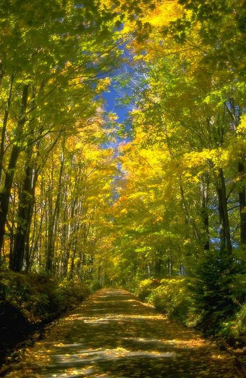 Landscape Autumn Forest Road 3 2 A4 Photo Print