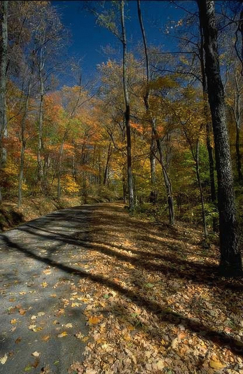 Landscape Autumn Forest Road 3 A4 Photo Print