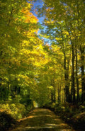 Landscape Autumn Forest Road 4 2 A4 Photo Print