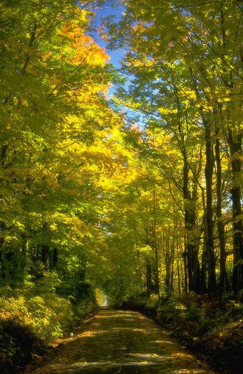 Landscape Autumn Forest Road 4 2 A4 Photo Print