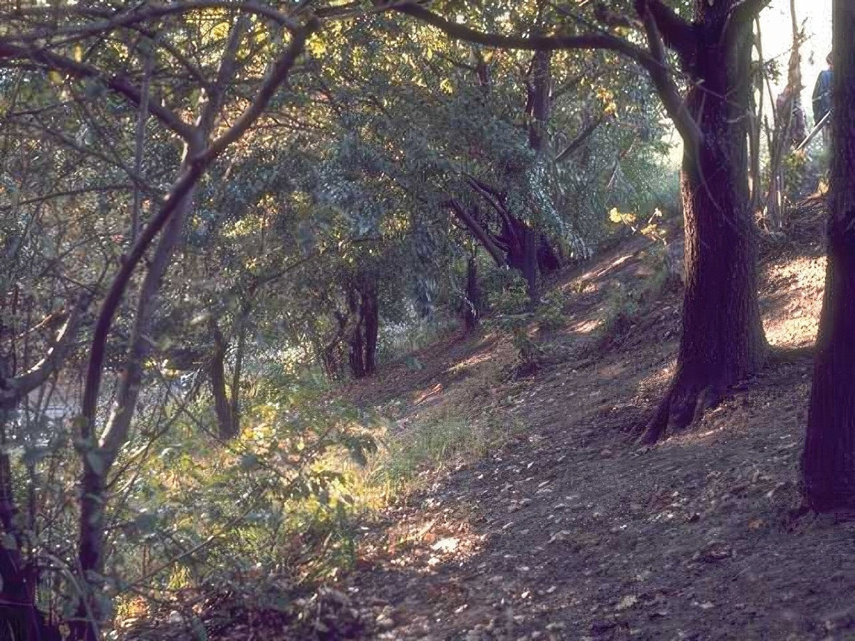 Landscape Autumn Forest Stream A4 Photo Print