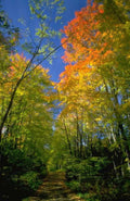 Landscape Autumn Forest Trail A4 Photo Print