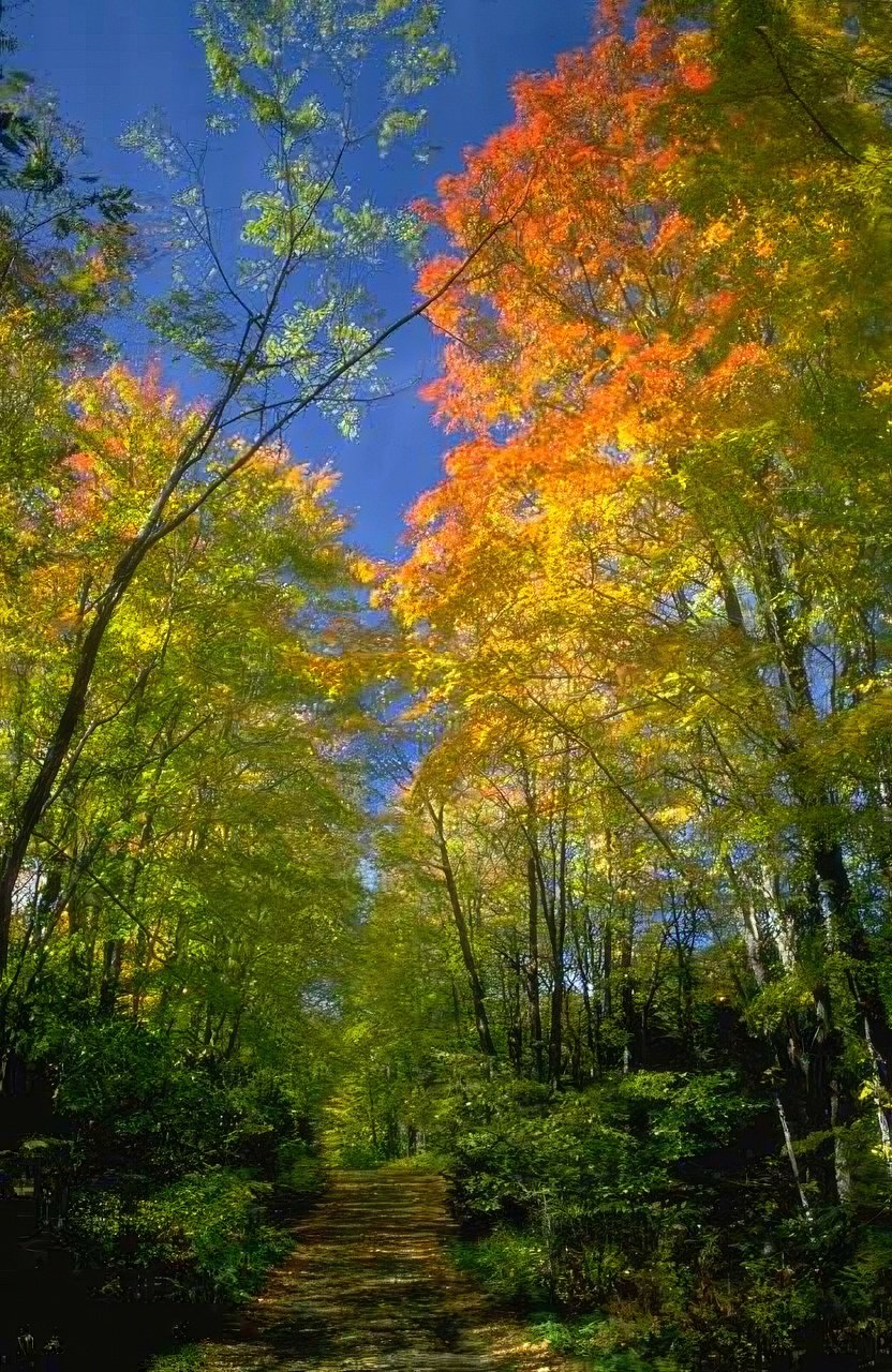 Landscape Autumn Forest Trail A4 Photo Print