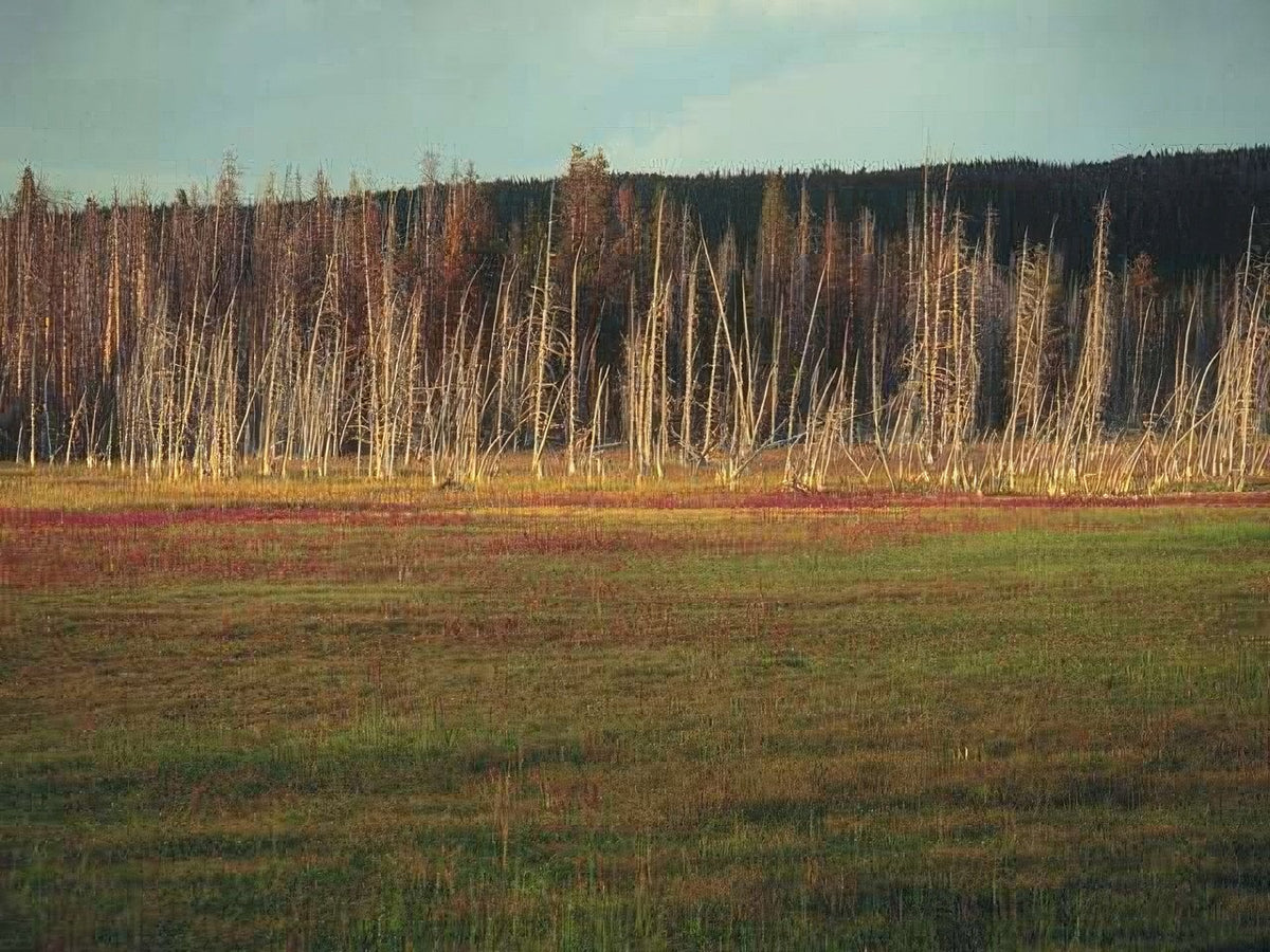 Landscape Autumn Forest Yellowstone 2 A4 Photo Print