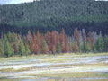 Landscape Autumn Forest Yellowstone A4 Photo Print