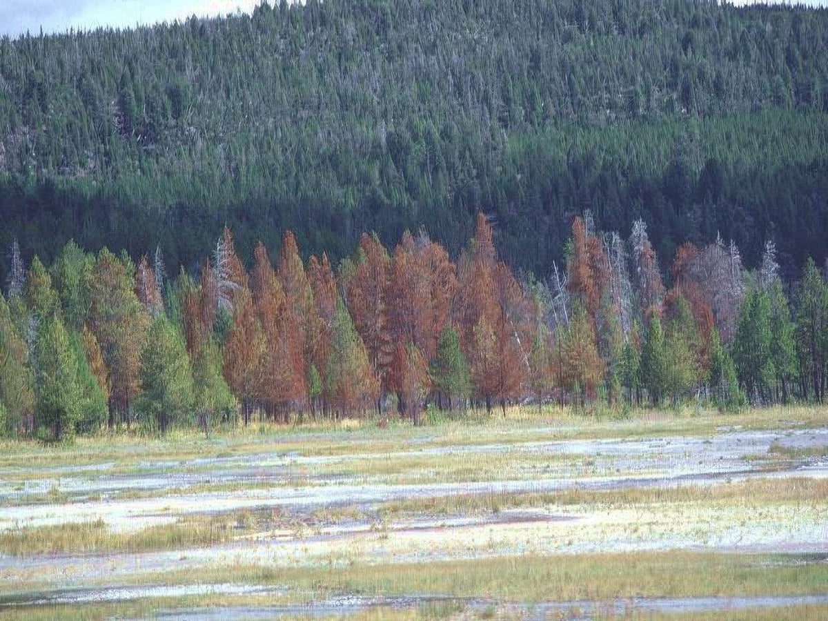 Landscape Autumn Forest Yellowstone A4 Photo Print