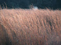 Landscape Autumn Grassland Windblown A4 Photo Print