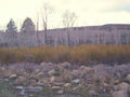 Landscape Autumn Hills Birch A4 Photo Print