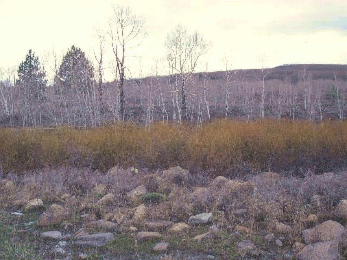 Landscape Autumn Hills Birch A4 Photo Print