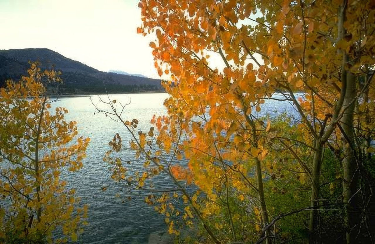 Landscape Autumn Lake Aspen A4 Photo Print
