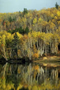 Landscape Autumn Lake Birch A4 Photo Print