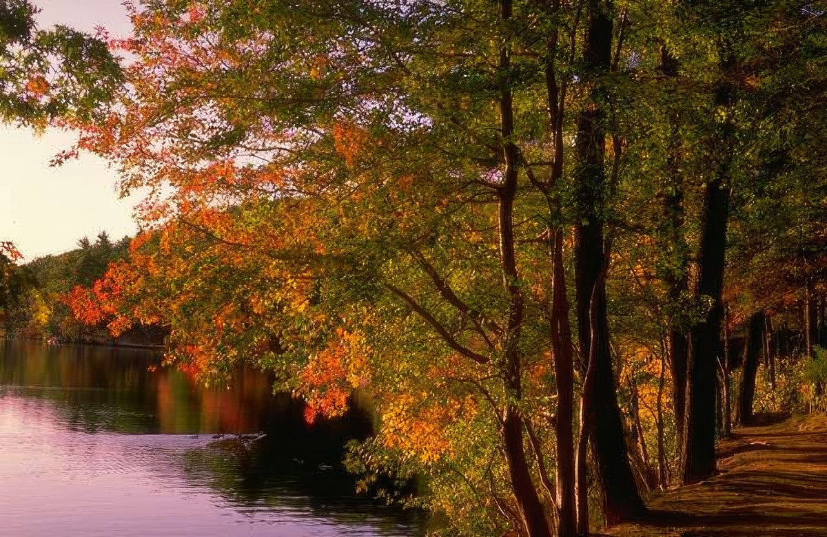 Landscape Autumn Lake Maple 2 A4 Photo Print