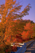 Landscape Autumn Landscape Vermont A4 Photo Print