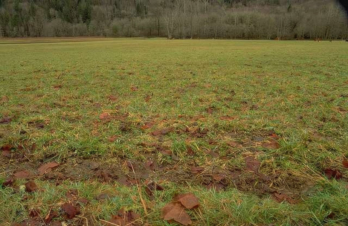 Landscape Autumn Leaves Field A4 Photo Print