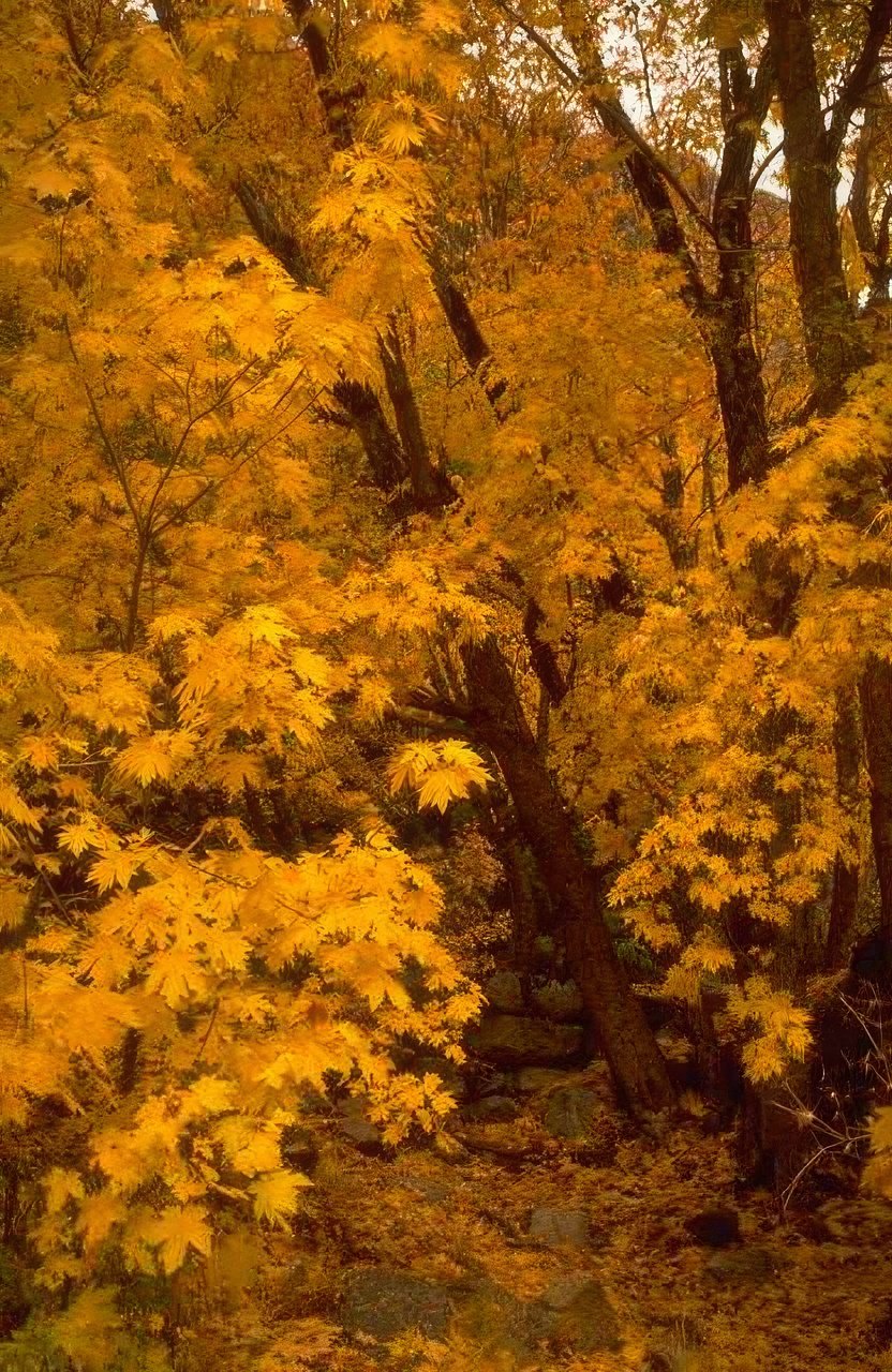 Landscape Autumn Maple Fall A4 Photo Print