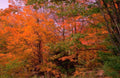 Landscape Autumn Maple Forest A4 Photo Print