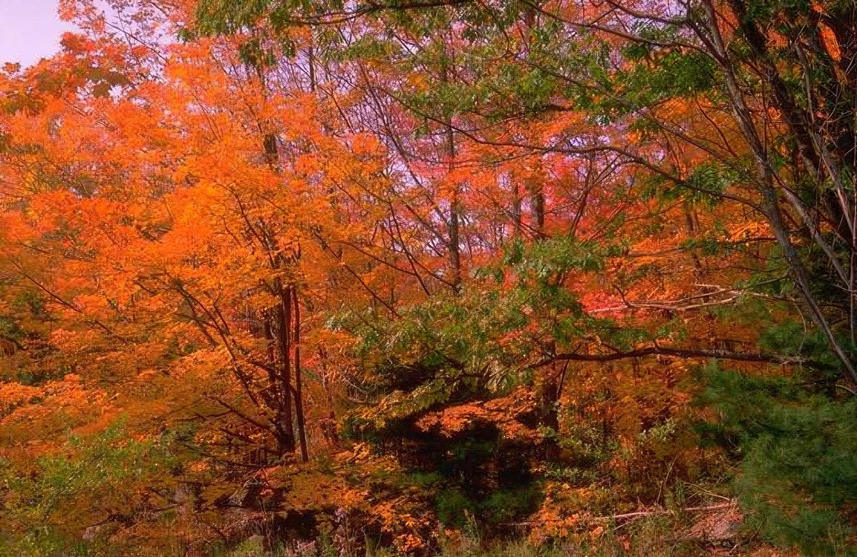 Landscape Autumn Maple Forest A4 Photo Print