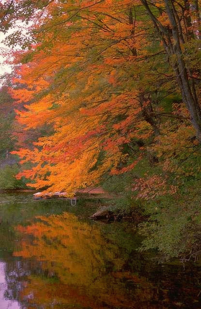 Landscape Autumn Maple Lake A4 Photo Print