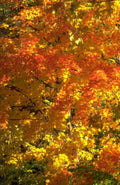 Landscape Autumn Maple Leaves A4 Photo Print