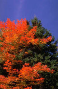 Landscape Autumn Maple Red A4 Photo Print
