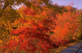 Landscape Autumn Maple Road 1 A4 Photo Print