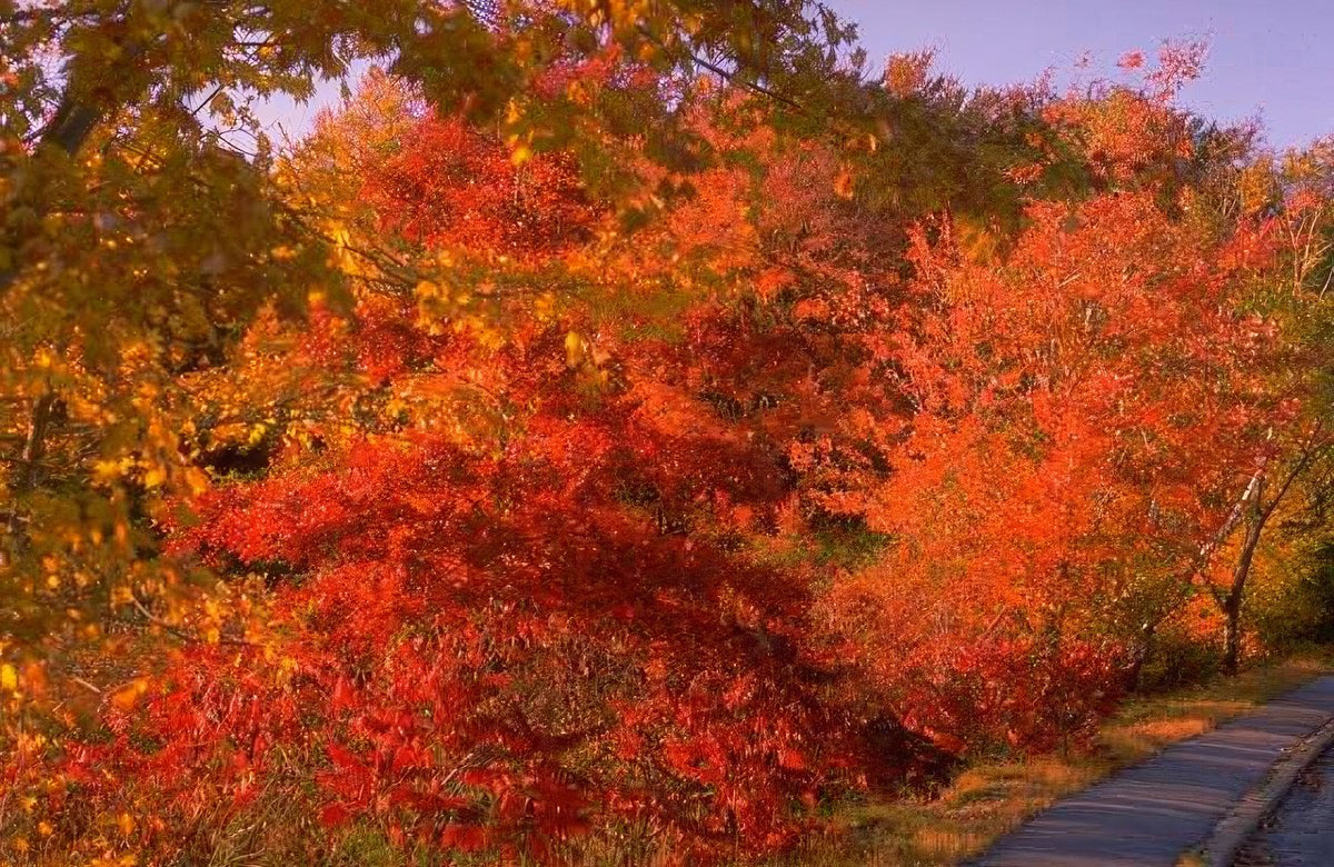 Landscape Autumn Maple Road 1 A4 Photo Print