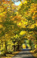 Landscape Autumn Maple Road 2 A4 Photo Print