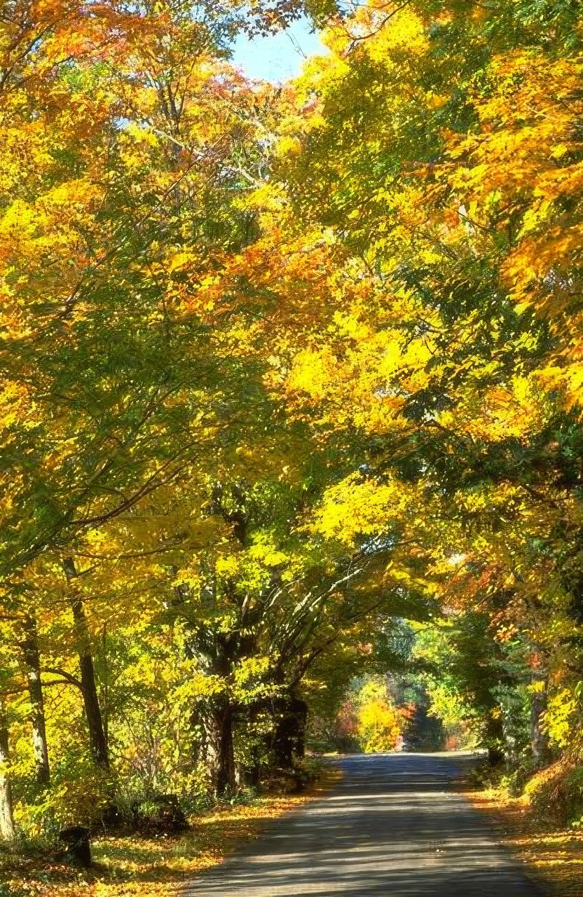 Landscape Autumn Maple Road 2 A4 Photo Print