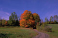 Landscape Autumn Maple Road 3 A4 Photo Print