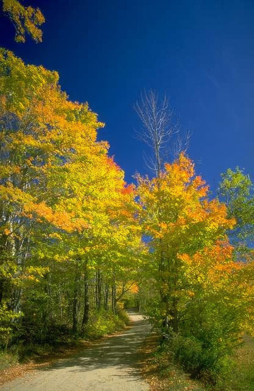 Landscape Autumn Maple Trail A4 Photo Print