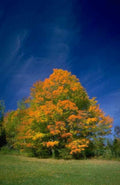Landscape Autumn Maple Tree 1 A4 Photo Print