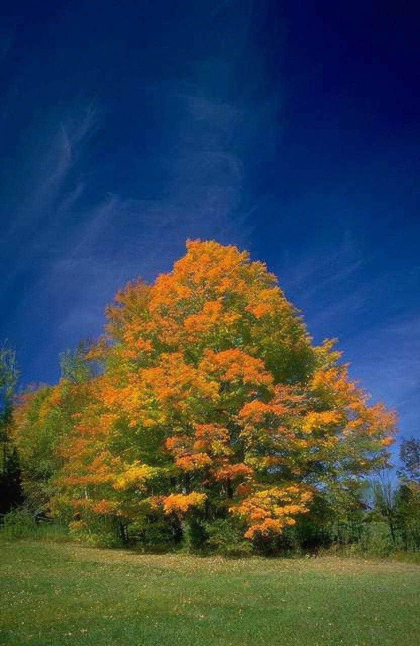 Landscape Autumn Maple Tree 1 A4 Photo Print