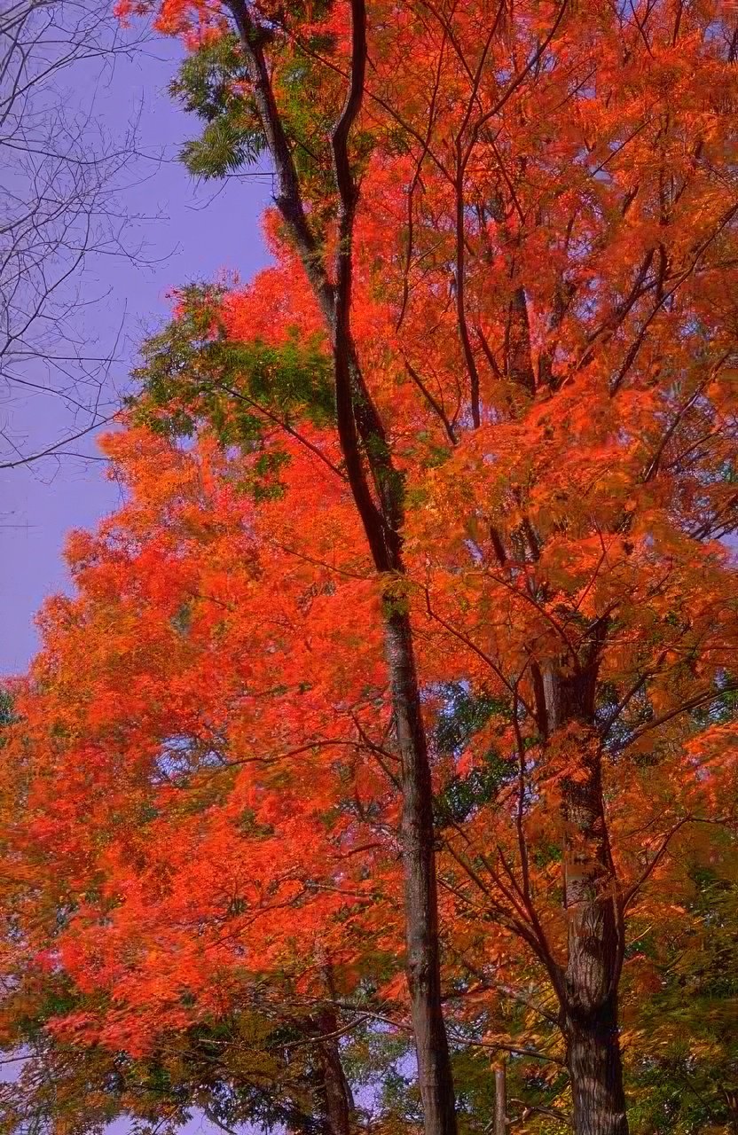 Landscape Autumn Maple Tree 2 A4 Photo Print