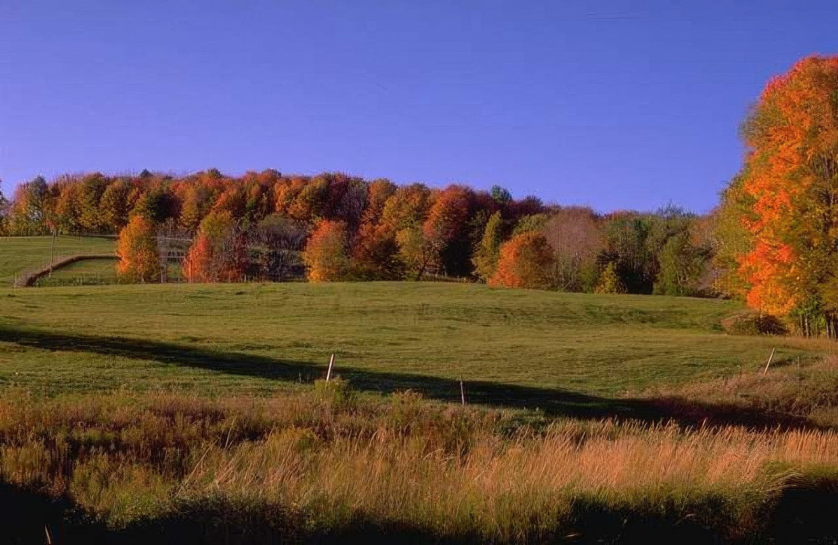 Landscape Autumn Maples Hills A4 Photo Print