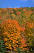 Landscape Autumn Maples Vermont A4 Photo Print